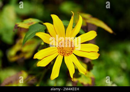 Vista ravvicinata del fiore di un albero in fiore nella foresta Foto Stock