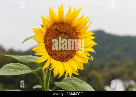 Close-up dei semi di girasole Foto Stock