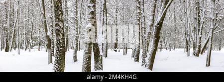 paesaggio invernale con faggi, innevati dopo la nevicata. panorama invernale. Foto Stock