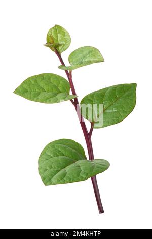 spinaci di malabar o spinaci di ceylon fogliame di pianta isolato su fondo bianco, basella alba o basella rubra noto come spinaci di vite Foto Stock