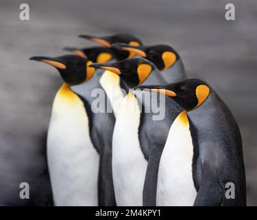 Un gruppo di pinguini reali in fila. Georgia del Sud, Antartide. Foto Stock