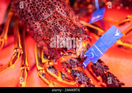 Cattura aragosta dal vivo in America. Gamberi di pesca in Tasmania Australia. pronto per il nuovo anno cinese in cina Foto Stock