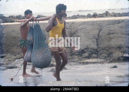 Il Kolis, una comunità di pescatori tradizionale nel Maharashtra. Koli, la casta dei pescatori originali – la principale occupazione di Koli è la pesca. Principalmente sono pescatore e barcaiolo. Sono abili in vari metodi di pesca marittima e fluviale e sono regolarmente impiegati come lavoratori su un traghetto. La loro connessione con l'acqua ha portato a diventare il portatore di acqua per gli indù. Foto Stock