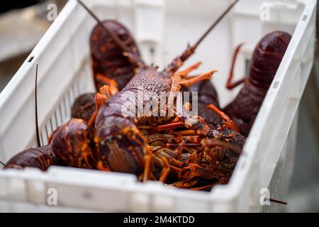 Cattura aragosta dal vivo in America. Gamberi di pesca in Tasmania Australia. pronto per il nuovo anno cinese in cina Foto Stock