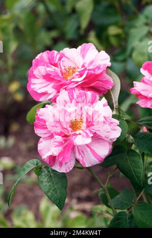 Rosa gallica 'Versicolor'. Rosa Mundi rosa ad arbusto in un giardino inglese. Foto Stock