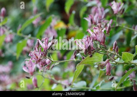 Tricyrtis hirta Taiwan Atrianne fiori. Foto Stock