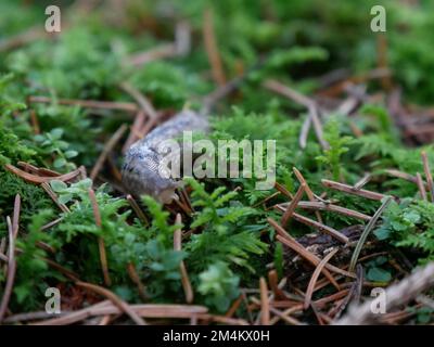 Slug su muschio Foto Stock