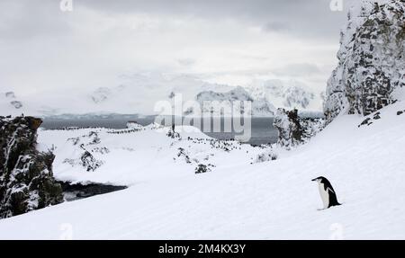 Un singolo pinguino con cinghia di cinella che cammina di fronte al magnifico paesaggio e alla colonia di pinguini. Antartide. Foto Stock