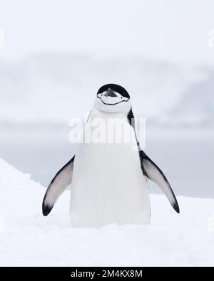 Un pinguino a fascia alta che si erge sulla neve. Antartide. Foto Stock