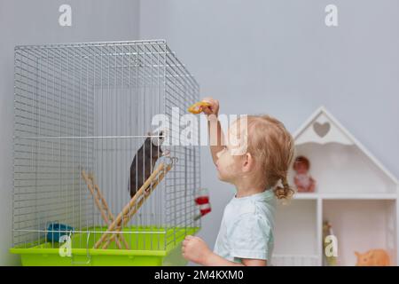 Todler è in piedi vicino alla gabbia con il ratto. Animali domestici. Foto Stock