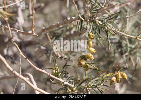 Tan mature Small ovate trichomatic legume indehiscente frutto di Psorothamnus Schottii, Fabaceae, arbusto nativo nel deserto della Valle di Borrego, autunno. Foto Stock