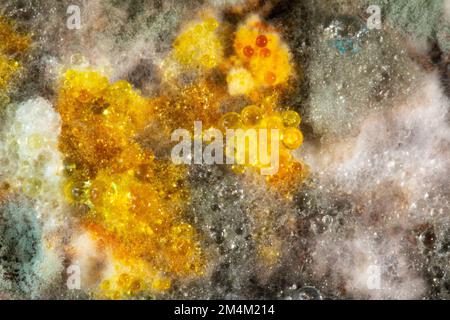 Ferrara, ITALIA - 04 giugno 2020: Muffe spontanee coltivate su alimenti dimenticati nel frigorifero. Problema di igiene pericoloso per la salute umana Foto Stock