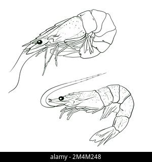 Illustrazione del disegno a mano dei gamberetti. Isolato su sfondo bianco. Frutti di mare. Foto Stock