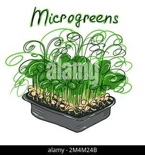 Germogli Microgreen in contenitori. Cibo biologico naturale, illustrazione disegnata a mano isolata su sfondo bianco Foto Stock