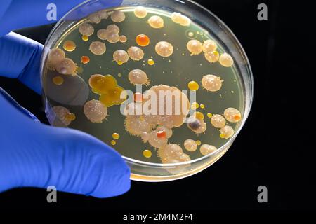 Primo piano della mano di un ricercatore scientifico con guanto blu che tiene una capsula di Petri con inquinanti batterici e fungini. Analisi di laboratorio per Foto Stock