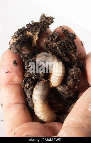 Primo piano della mano del contadino che tiene due larve di rosa più grandi in mezzo all'humus. Scarabeo innocuo che vive nel suolo Foto Stock