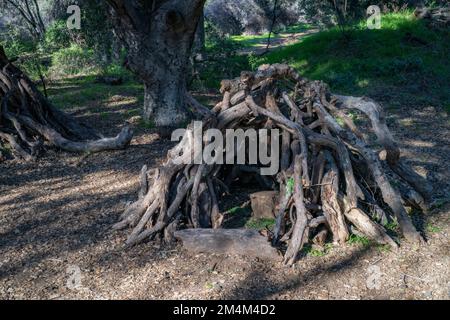 Una capanna fatta di rami in una radura nella foresta della California meridionale Foto Stock