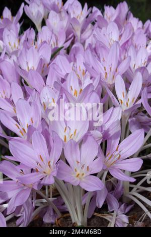 Il croco d'autunno (Colchicum autumnale) Foto Stock