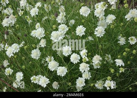 Crema Pincushion (Scabiosa ochroleuca) in giardino. Foto Stock