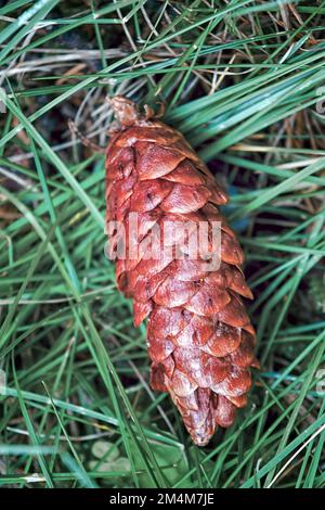 Grande cono di pino sdraiato sul prato verde in una giornata estiva. Foto Stock
