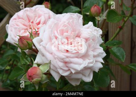 Arrampicata Rose 'Penny Lane' Foto Stock