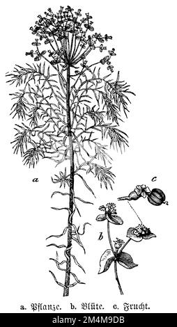 Cypress Spurge, Euphorbia cyparissias, (libro biologico, 1898), Zypressen-Wolfsmilch, Euphorbe petit-cyprès Foto Stock