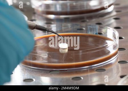 Capsula di Petri con terreno di agar durante un esperimento di explant ai funghi per studiarne la crescita in laboratorio Foto Stock