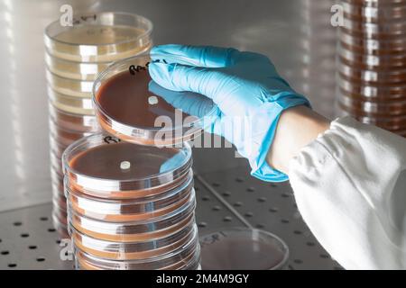 Scienziato che lavora in ambiente asettico mentre maneggia le capsule di Petri impilandole sotto il cappuccio sterile, concetto di ricerca scientifica sulla salute umana Foto Stock