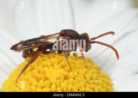 Naturtal colorato primo piano di una femmina del grande orsetto Nomad Bee, Nomada albogutata in un comune fiore daisy nel giardino Foto Stock