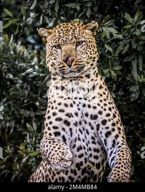 Un volto scioccato. Kenya: QUESTE IMMAGINI ESILARANTI mostrano un lato diverso rispetto ai grandi gatti africani, evidenziando la loro natura goofy mentre tirano le facce ad un luc Foto Stock