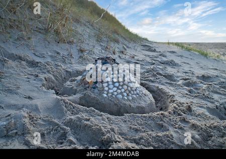 Castello di sabbia con conchiglie e sabbia. Fossato intorno al castello di fronte alle dune. Sulla spiaggia in Danimarca sul mare. Foto orizzontale Foto Stock