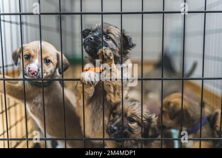 I cuccioli sono stati salvati in una casa di riposo di un volontario. Foto di alta qualità Foto Stock