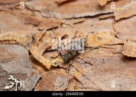 Acanthocinus griseus su corteccia di pino Foto Stock