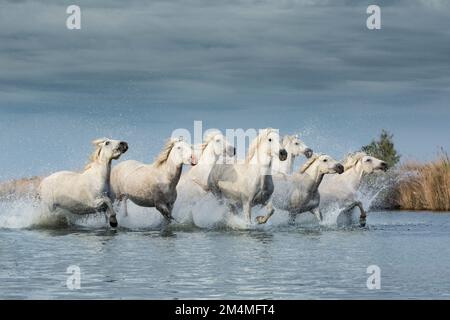Immagini MOZZAFIATO di cavalli bianchi della Camargue, noti anche come cavalli del mare, sono state catturate da un fotografo britannico nella Camargue, p. Foto Stock
