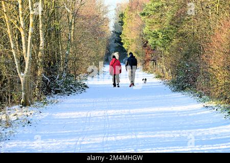 Camminando il cane su un inverno freddo innevato croccante mattina nei boschi al Rising Sun Park Newcastle Foto Stock