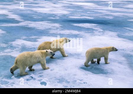 Orso polare con due grossi cubetti sul ghiaccio Foto Stock