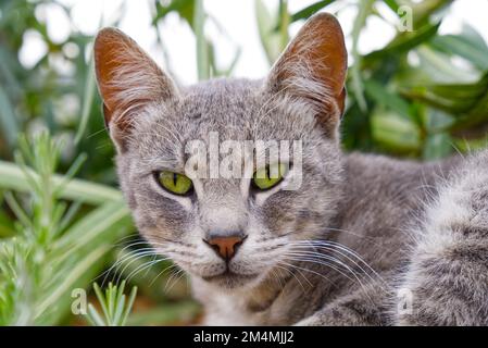 Senza casa gatto. Un bel gatto grigio lanuginoso siede su un prato verde senza tetto animali. Foto Stock