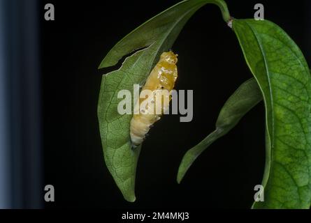 primo piano della pupa della farfalla dipinta jezebel Foto Stock