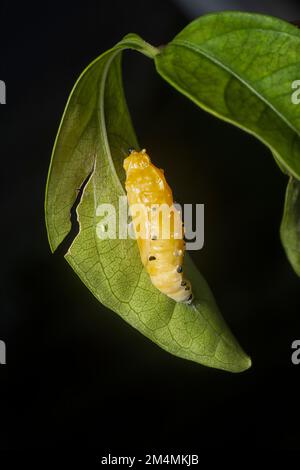 primo piano della pupa della farfalla dipinta jezebel Foto Stock