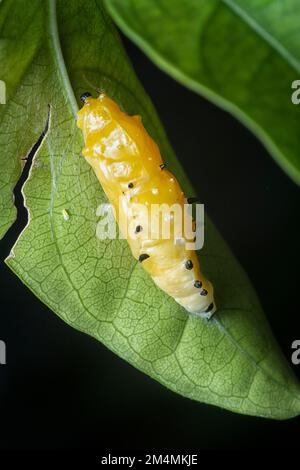 primo piano della pupa della farfalla dipinta jezebel Foto Stock