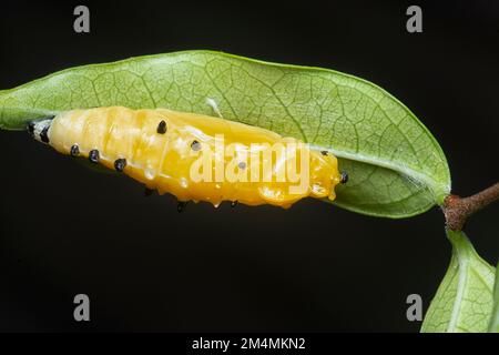 primo piano della pupa della farfalla dipinta jezebel Foto Stock