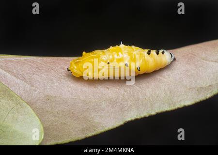 primo piano della pupa della farfalla dipinta jezebel Foto Stock