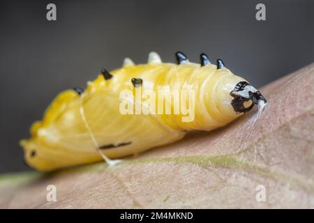 primo piano della pupa della farfalla dipinta jezebel Foto Stock