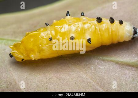 primo piano della pupa della farfalla dipinta jezebel Foto Stock