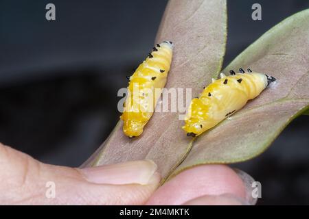 primo piano della pupa della farfalla dipinta jezebel Foto Stock