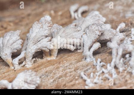 i funghi selvatici a forma di ventaglio a imbuto marrone chiaro. Foto Stock