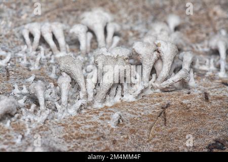 i funghi selvatici a forma di ventaglio a imbuto marrone chiaro. Foto Stock