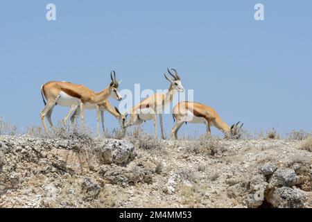 Antilopi di Springbok (Antidorcas marsupialis) in piedi su una cresta contro un cielo blu chiaro, Etosha National Park, Namibia, Africa sudoccidentale Foto Stock