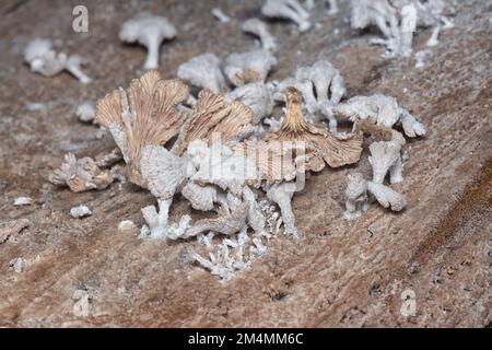 i funghi selvatici a forma di ventaglio a imbuto marrone chiaro. Foto Stock
