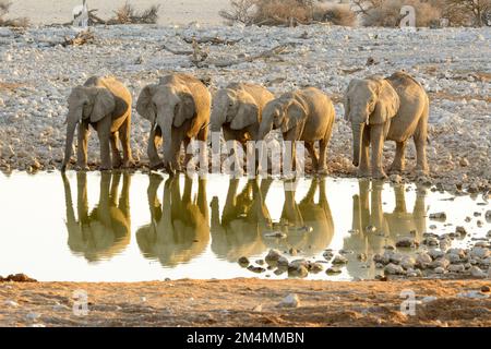 Elefanti africani del bush (Loxodonta Africana) bere dalla buca di Okaukuejo al tramonto, Etosha National Park, Namibia Foto Stock